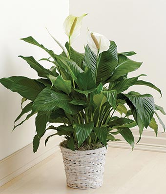 Large Peace Lily Plant $60.00
