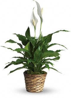 Small Peace Lily $ 35.00
